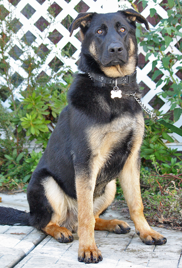 Adult german shepherd 2024 with floppy ears